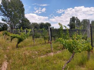 Foto 11 de Quinta en venta - 4 Dormitorios 2 Baños - Cochera - 150.000mts2 - San Rafael