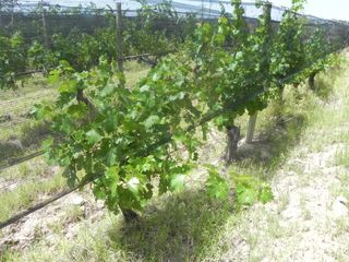 Foto 21 de Quinta en venta - 4 Dormitorios 2 Baños - Cochera - 150.000mts2 - San Rafael