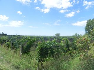 Foto 24 de Quinta en venta - 4 Dormitorios 2 Baños - Cochera - 150.000mts2 - San Rafael