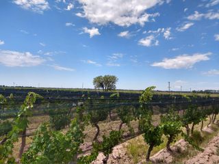 Foto 15 de Quinta en venta - 4 Dormitorios 2 Baños - Cochera - 150.000mts2 - San Rafael