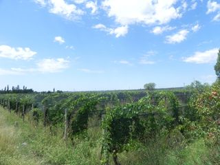 Foto 23 de Quinta en venta - 4 Dormitorios 2 Baños - Cochera - 150.000mts2 - San Rafael