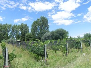 Foto 25 de Quinta en venta - 4 Dormitorios 2 Baños - Cochera - 150.000mts2 - San Rafael