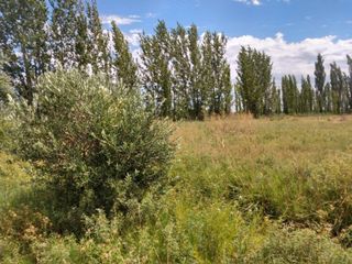Foto 14 de Quinta en venta - 4 Dormitorios 2 Baños - Cochera - 150.000mts2 - San Rafael