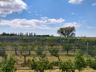 Foto 8 de Quinta en venta - 4 Dormitorios 2 Baños - Cochera - 150.000mts2 - San Rafael