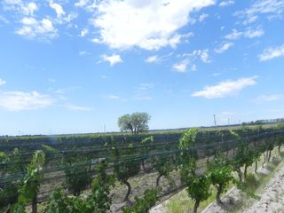 Foto 19 de Quinta en venta - 4 Dormitorios 2 Baños - Cochera - 150.000mts2 - San Rafael