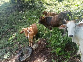 Foto 2 de Venta Finca En La Montaña Cerca Al Lago Calima