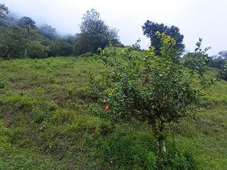 Foto 4 de Venta Finca En La Montaña Cerca Al Lago Calima