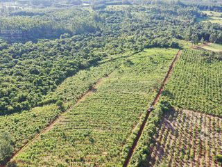 Foto 3 de Se vende Chacra en San Ignacio Misiones. Yerba, forestación y arroyo