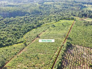 Foto 4 de Se vende Chacra en San Ignacio Misiones. Yerba, forestación y arroyo