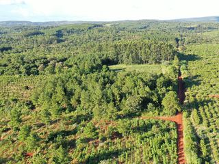 Foto 8 de Se vende Chacra en San Ignacio Misiones. Yerba, forestación y arroyo