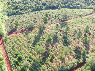 Foto 5 de Se vende Chacra en San Ignacio Misiones. Yerba, forestación y arroyo