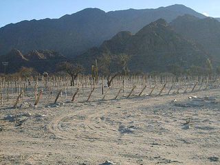 Foto 7 de Campo Apto para Viñedo en Venta - Tolombón, Salta