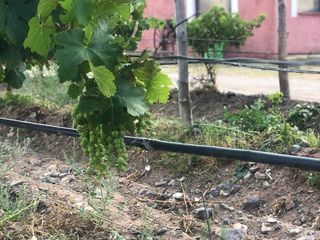 Foto 2 de Terreno de 20 ha en Venta en Cafayate - Salta