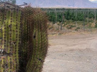 Foto 1 de Terreno de 20 ha en Venta en Cafayate - Salta