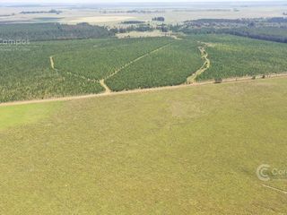 Foto 2 de Se Vende Campo Ganadero de 505 Ha en Virasoro, Corrientes