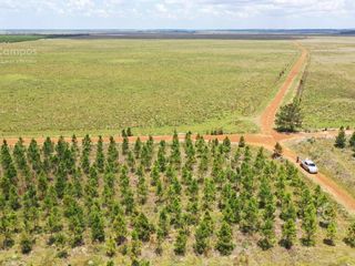 Foto 1 de Se Vende Campo Ganadero de 505 Ha en Virasoro, Corrientes