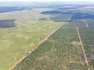 Foto 5 de Se Vende Campo Ganadero de 505 Ha en Virasoro, Corrientes