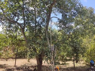 Foto 35 de Venta Quinta Guayllabamba con árboles frutales