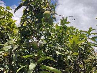 Foto 29 de Venta Quinta Guayllabamba con árboles frutales