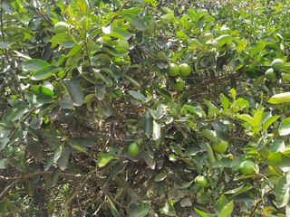 Foto 45 de Venta Quinta Guayllabamba con árboles frutales
