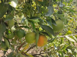 Foto 31 de Venta Quinta Guayllabamba con árboles frutales