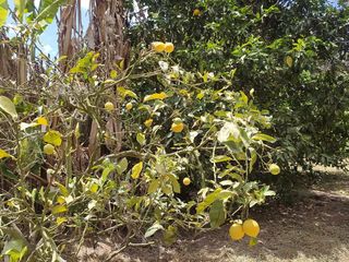 Foto 32 de Venta Quinta Guayllabamba con árboles frutales