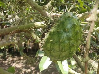 Foto 37 de Venta Quinta Guayllabamba con árboles frutales