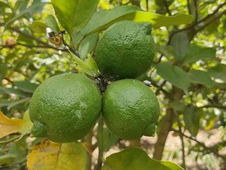 Foto 5 de Venta Quinta Guayllabamba con árboles frutales