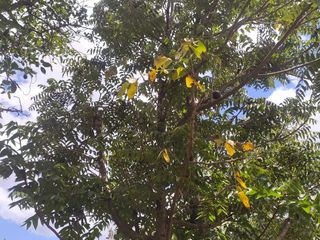 Foto 42 de Venta Quinta Guayllabamba con árboles frutales