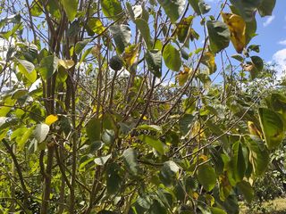 Foto 41 de Venta Quinta Guayllabamba con árboles frutales