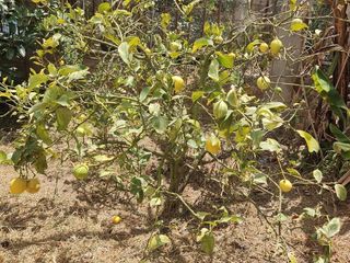 Foto 38 de Venta Quinta Guayllabamba con árboles frutales