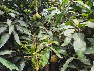 Foto 34 de Venta Quinta Guayllabamba con árboles frutales