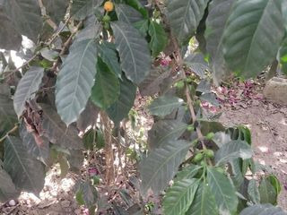 Foto 40 de Venta Quinta Guayllabamba con árboles frutales