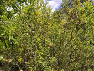 Foto 43 de Venta Quinta Guayllabamba con árboles frutales