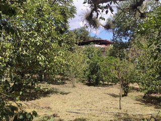 Foto 44 de Venta Quinta Guayllabamba con árboles frutales