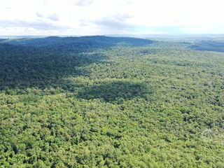 Foto 4 de Se vende Chacra en Roca Chica 71 ha, Todo monte nativo con Arroyo