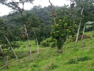 Foto 4 de En venta Finca de Oportunidad de 72 Hectareas en Viche, Rio Verde, Esmeraldas
