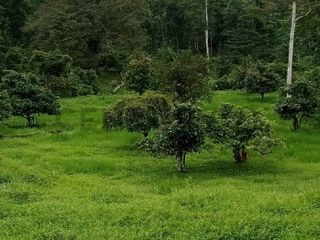 Foto 5 de En venta Finca de Oportunidad de 72 Hectareas en Viche, Rio Verde, Esmeraldas