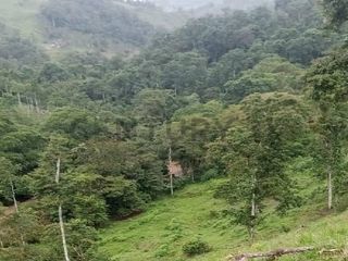 Foto 9 de En venta Finca de Oportunidad de 72 Hectareas en Viche, Rio Verde, Esmeraldas