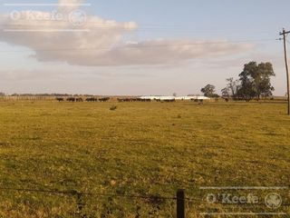 Foto 4 de Único campo mixto de 650 has con estupendo casco a 2500mts de Ruta 29 C. Brandsen