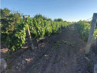 Foto 9 de VENTA DE EXCELENTE FINCA 30 HAS EN LOS BARRIALES JUNIN