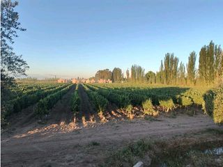 Foto 7 de VENTA DE EXCELENTE FINCA 30 HAS EN LOS BARRIALES JUNIN