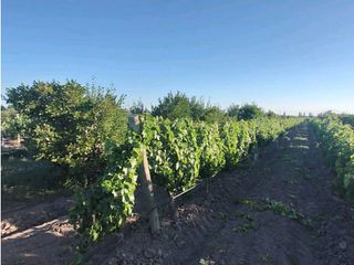 Foto 10 de VENTA DE EXCELENTE FINCA 30 HAS EN LOS BARRIALES JUNIN