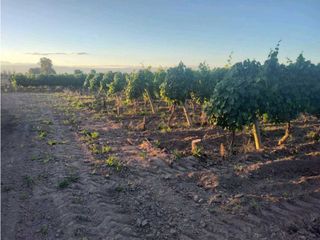 Foto 14 de VENTA DE EXCELENTE FINCA 30 HAS EN LOS BARRIALES JUNIN