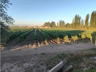 Foto 8 de VENTA DE EXCELENTE FINCA 30 HAS EN LOS BARRIALES JUNIN