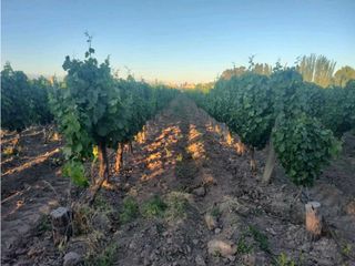 Foto 12 de VENTA DE EXCELENTE FINCA 30 HAS EN LOS BARRIALES JUNIN
