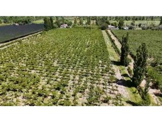 Foto 10 de VENTA DE EXCELENTE FINCA 6 HAS - PHILLIP , JUNIN- MZA.
