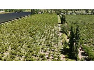 Foto 11 de VENTA DE EXCELENTE FINCA 6 HAS - PHILLIP , JUNIN- MZA.