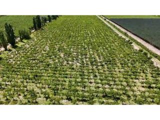 Foto 7 de VENTA DE EXCELENTE FINCA 6 HAS - PHILLIP , JUNIN- MZA.