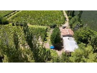 Foto 6 de VENTA DE EXCELENTE FINCA 6 HAS - PHILLIP , JUNIN- MZA.